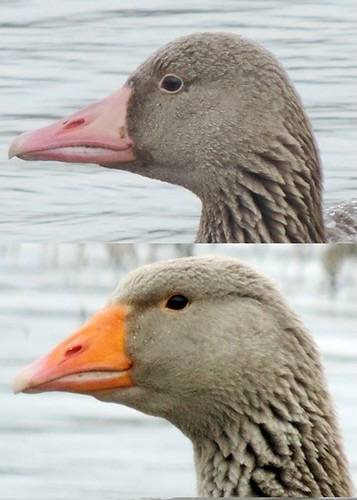 WILD and DOMESTIC GOOSE ANSER ANSER by Michele Lamberti is marked with Public Domain Mark 1.0.